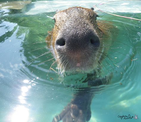 Swimming! Capybara Swimming, Lemon Bath, Minecraft House, Minecraft Houses, Minecraft, Oil Painting, Ipad, Swimming, Paint