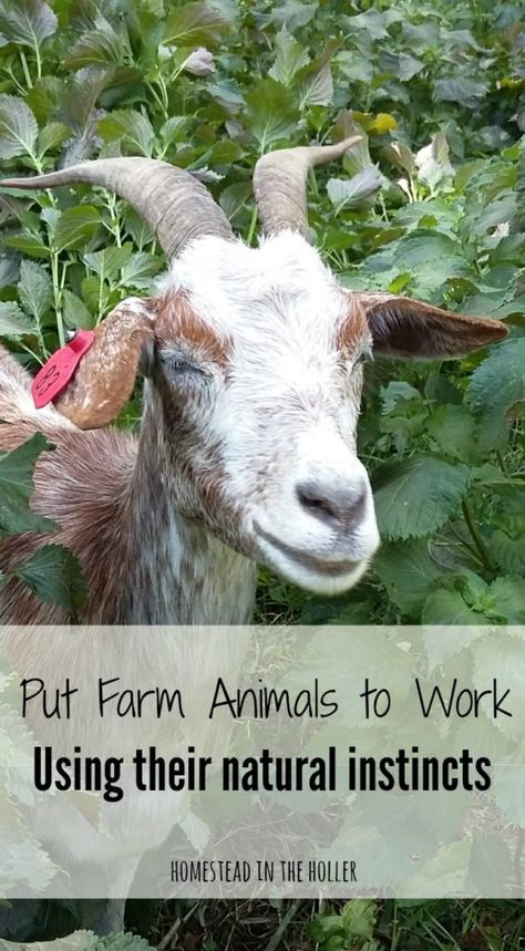 Putting Farm Animals to Work - Homestead In The Holler Homesteading Animals, Smart Farm, Raising Farm Animals, Raising Goats, Farm Business, Farm Lifestyle, Future Farms, Animals Farm, Homesteading Skills