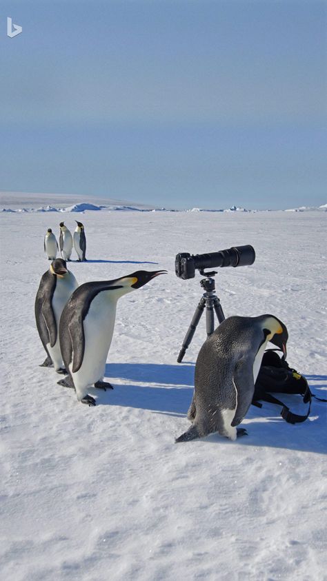 Emperor Penguins, Daily Picture, Emperor Penguin, Daily Pictures, Arctic Animals, Animal References, Cute Critters, Wildlife Animals, Photo S