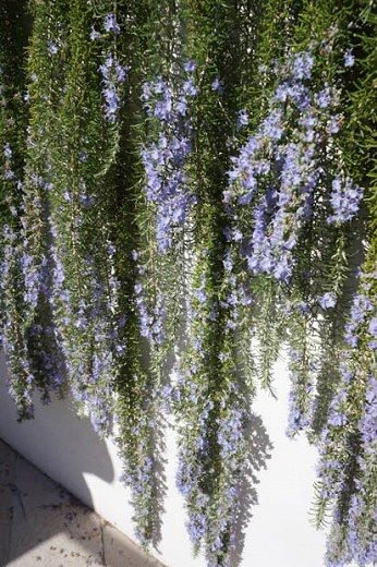 Hanging Rosemary, Plant Magick, Soft Landscaping, Rosemary Garden, Rosemary Herb, Bush Garden, Bushes And Shrubs, Rosemary Plant, Seaside Garden