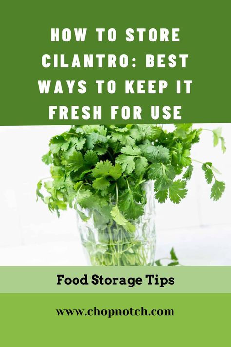 Do You Know How To Store Cilantro? Discover Here Best Ways To Keep It Fresh For Use! Cilantro is one of those herbs people either love or hate. Fresh herbs like cilantro aren't difficult to keep fresh, but they don't have a long life expectancy like their dried equivalent. Once you know how to store cilantro though, you will always want to keep some handy to liven up your home-cooked meals. #Cilantro #FoodStorage #FreshHerbs Keeping Cilantro Fresh, How To Save Cilantro How To Store, How To Make Cilantro Last Longer, Preserve Cilantro Fresh Herbs, Keep Cilantro Fresh Longer, Fast Easy Desserts, Quick Weeknight Dinners, Recipe Boards, Cook At Home