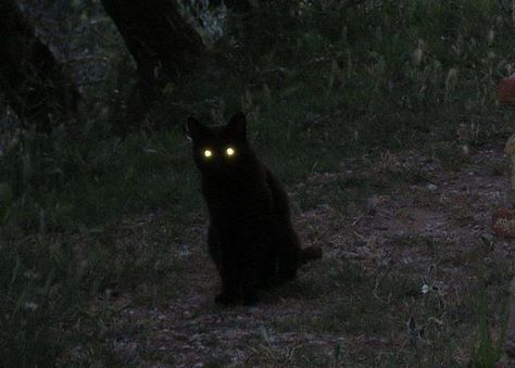 Tumblr Feed, Black Cat Aesthetic, Wow Photo, Glowing Eyes, رعب نفسي, A Black Cat, Witch House, Cat Aesthetic, The Grass