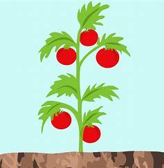 Tomato Plant Drawing, Tomatoes Plant, Tomato Tree, Plant Cartoon, Tomato Plant, Garden Drawing, Garden Design Layout, Simple Pictures, Plant Drawing