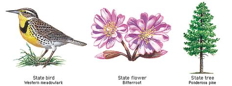 Montana State Bird, Flower and Tree Montana State Flower, Tattoo Future, Western Meadowlark, Tattoo Board, Ponderosa Pine, Montana State, State Birds, Watercolor Flower Art, Piercing Ideas