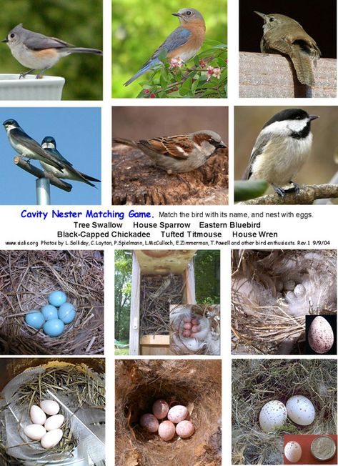 Birds and their matching eggs!  What a great game! Preschool Birds, Birds And Their Nests, Oviparous Animals, Bird Study, Bird Identification, Nature Projects, Nature School, Different Birds, Bird Eggs