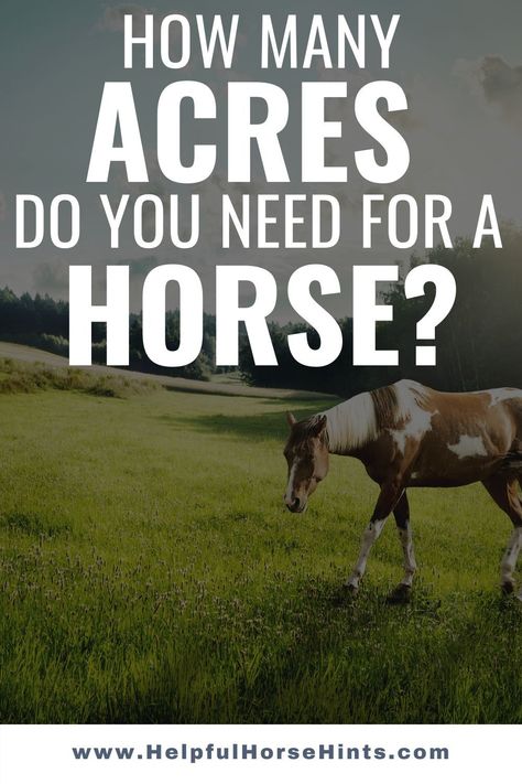 Horse Needs, Horse Pasture Layout, Horse Pen Ideas, Type Of Horses, Horse Farm Layout, Farm Pasture, Stable Management, Horse Nutrition, Barn Layout