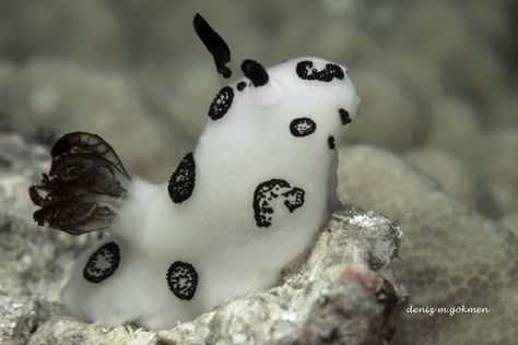 Bunny Sea Slug, Biology Journal, Sea Bunnies, Cute Animal Pfp, Pnw Beach, Salt Water Tank, Weird Sea Creatures, Sea Bunny, Animal Pfp