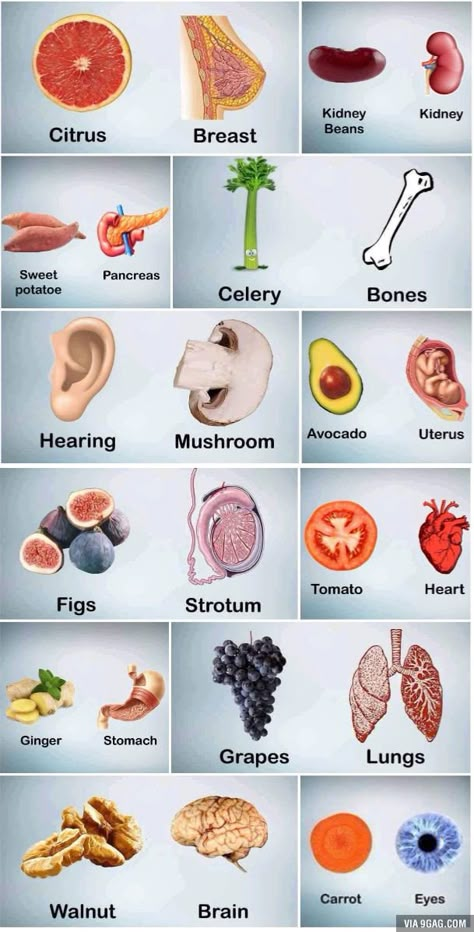 Human Body Organs, Food Health Benefits, Food Shapes, Home Health Remedies, Lifting Weights, Herbs For Health, Body Organs, Healing Food, Good Health Tips