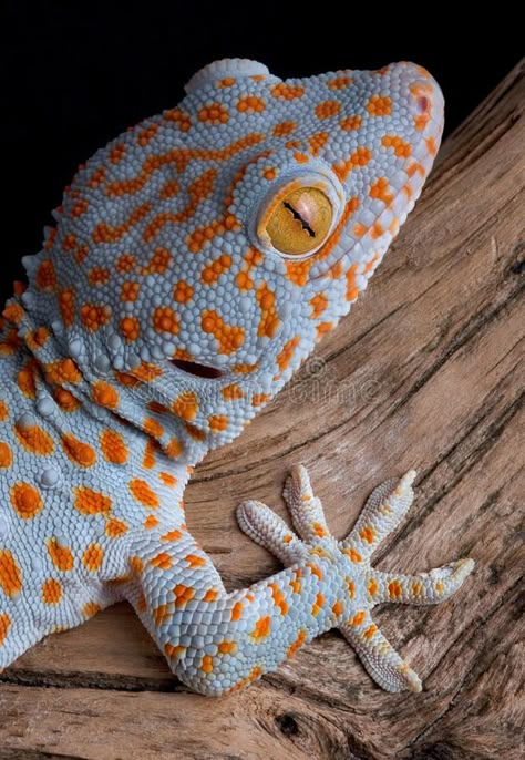 Tokay Gecko, Gecko Habitat, Cute Lizard, Cute Reptiles, Crested Gecko, Chameleons, Reptiles Pet, Pet Hacks, Reptiles And Amphibians