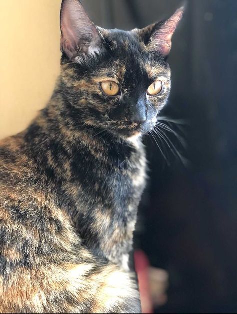 Black And Orange Mixed Cat, Black Cat With Orange Spots, Tortie Cat Aesthetic, Tortoiseshell Cat Aesthetic, Brindle Cat, Black Calico Cat, Cats In The Sun, Black And Brown Cat, Dark Brown Cat