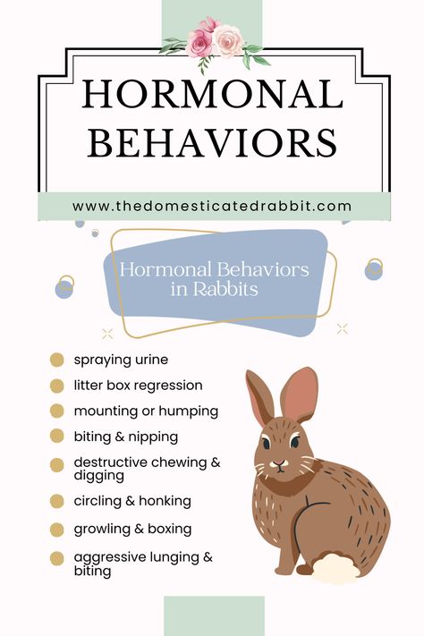 Did you know that there are behaviors bunnies exhibit that are associated with hormones? Rabbit Behavior, Flemish Giant Rabbit, Giant Rabbit, Flemish Giant, Rabbit Breeds, Pet Bunny Rabbits, Raising Rabbits, Bunny Care, Rabbit Care