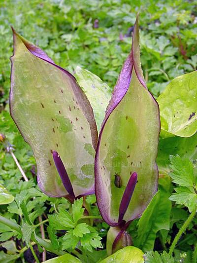 Lords And Ladies Plant, Second Citadel, Arum Maculatum, Arum Italicum, Lords And Ladies, Poisonous Plants, Anemone, Collar And Cuff, Habitat