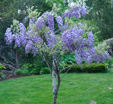 Wisteria Trees, Wisteria Trellis, Wisteria Arbor, Wisteria Plant, Wisteria Tree, Street Trees, Garden Vines, Gardening Flowers, Garden Trees