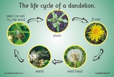 Life Cycle Of A Dandelion, Dandelion Life Cycle, Outside Classroom, Plants Kindergarten, Classroom Boards, Homeschool Nature Study, Forest School Activities, Simple Science, Nature Science