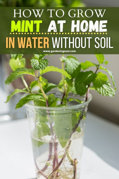 Mint In Water, Propagate Mint, Growing Mint Indoors, How To Grow Mint, Grow Mint, Plants Grown In Water, Mint Plant, Mint Garden, Growing Mint