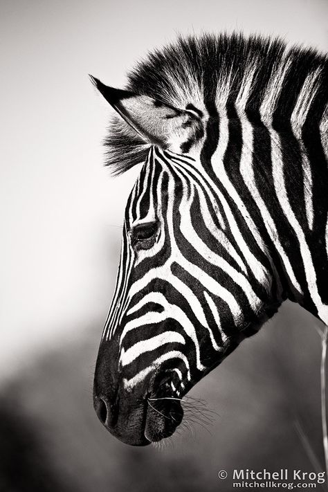 South African Animals, Zebra Pictures, Art Profile, Wildlife Landscape, Zebra Painting, Zebra Art, Wildlife Prints, Pet Monkey, Most Beautiful Animals