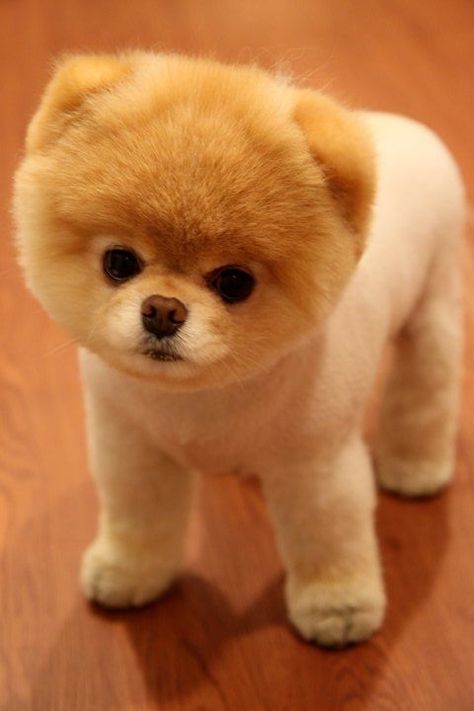 Perrito pomerania con cara de oso. Este spitz fue llevado a la barberia canina y se llevo este hermoso corte de pelo! Teddy Bear Puppies, Dog Minding, Teddy Bear Dog, Cuddly Teddy Bear, Teacup Puppies, Baby Animals Funny, Popular Dog, Cute Animal Videos, Landscape Wallpaper