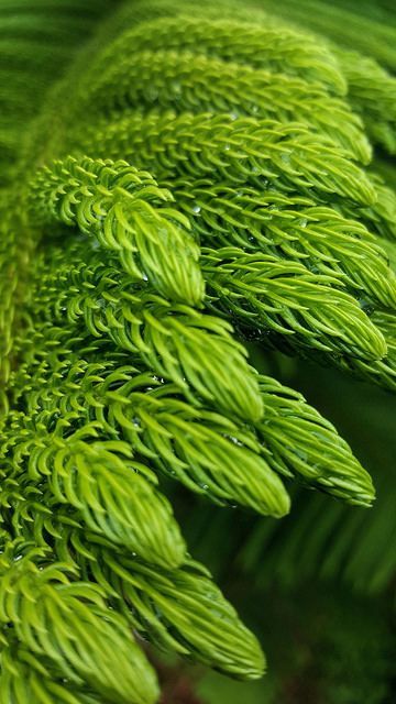 Norfolk Island, Norfolk Pine, Simple Green, Green Nature, Green Life, Patterns In Nature, Spring Green, Green Grass, World Of Color