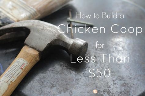 Backyard Hens, Build A Chicken Coop, Cheap Chicken Coops, Portable Chicken Coop, Nest Box, Coop Design, Best Chicken Coop, Chicken Coop Designs, Coop Plans