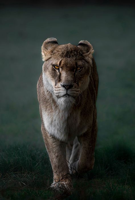 Christmas Poses, Wildlife Photographer, Wildlife Safari, Pose For The Camera, Cute Wild Animals, Bad Mood, A Lion, Cute Animal Pictures, Christmas Cats