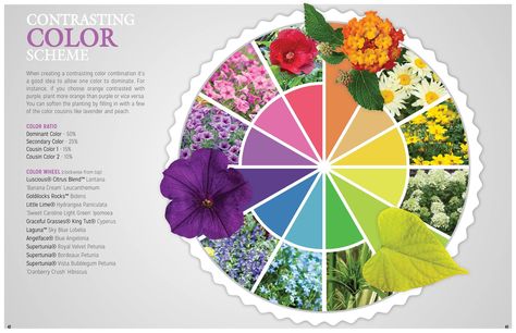 The Color Wheel in plants!! ♥ Little Lime Hydrangea, Plant Palette, Purple Flowers Garden, Colour Wheel, Purple Plants, Color Flower, Plant Lighting, Color Harmony, Colorful Garden