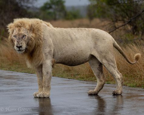 This large and powerful lion, Casper, lives in Kruger National Park. Lion Photos, Animal Poses, Messi Barcelona, Largest Lion, Lionel Messi Barcelona, Lions Photos, Lion Images, Animal References, African Lion