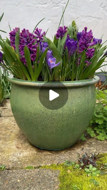 Farmer Gracy on Instagram: "Plant a pot which flowers in succession like this! This container flowered from February to May, starting with dwarf Iris, followed by crocuses, hyacinths, muscari and tulips. We planted the bulbs in layers so that each variety could be at the correct depth. Smaller bulbs need to be planted shallower than larger bulbs. So we planted tulips and hyacinths in the lower layers and crocuses, iris and muscari in the upper layers. Always ensure there is at least 15cm of soil below the lowest planted layer so all those bulb roots have somewhere to grow and find moisture!   If you fancy planting a layered pot (also known as a bulb lasagne) this autumn, you’ll find a huge range of spring bulbs available on our website now. Use code EM10 to save 10% on your order 🌷   . . Spring Bulbs Garden Ideas, Hyacinth Bulbs, Spring Bulb Layering, Bulb Lasagne, How To Plant Crocus Bulbs, Tulips Hyacinth Daffodils, Tulip Daffodil Hyacinth Garden, Garden Bulbs, Spring Bulbs