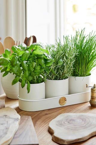 Small Herb Gardens, Outdoor Herb Garden, Grow Herbs, Herb Garden In Kitchen, Sophie Conran, Kitchen Plants, نباتات منزلية, Kitchen Herbs, Herb Planters