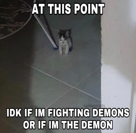 My Demons, Cat Memes, A Cat, Memes, On Instagram, Instagram