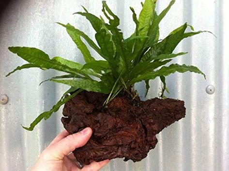 Java Fern Growing on Bogwood Sm / Med / Lrg Live Plants Java Fern Aquarium, Fern Spores, Java Fern, Glass Fish Tanks, Goldfish Tank, Plants Uk, Live Aquarium Plants, Live Aquarium, Pond Plants