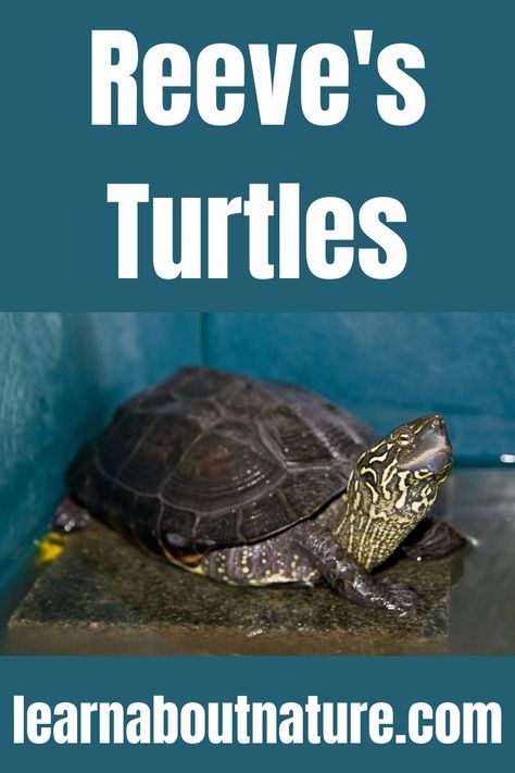 Reeve's Turtles Reeves Turtle, Turtle Pond, Tiny Turtle, Aquatic Animals, Reptiles