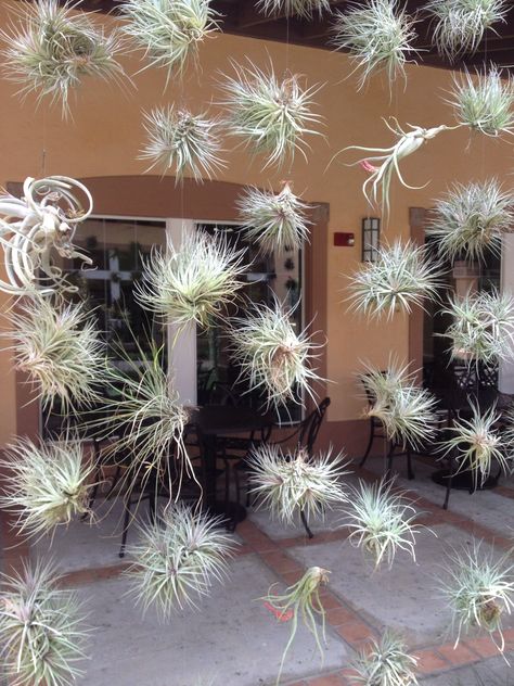 Air Plants Diy, Air Plants Decor, La House, Kingdom Plantae, Plant Mama, Succulent Gardens, Tropical Gardens, Plants Decor, House Plants Decor