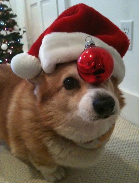 Christmas Corgi Cute Corgi Puppy, Corgi Christmas, Corgi Puppy, Cute Corgi, Corgi Dog, Welsh Corgi, Christmas Animals, Cute Little Animals, 귀여운 동물