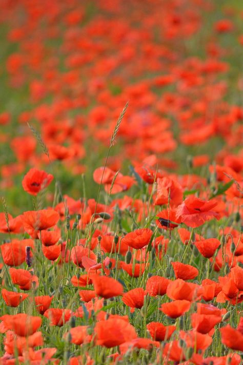 Flanders Fields Poem, Battle Of Passchendaele, Battle Of Ypres, John Mccrae, Travel Belgium, Flanders Field, Armistice Day, Field Museum, Canadian Army