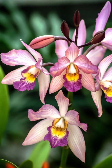 Hunting orchids reminds me a lot of hunting arrowheads. You have to find a couple and your eyes get trained to the objective. I have treasured these moments as I climbed through rain forest or cloud forest on the Dutch island of Saba and in the National Park on the French island of Guadeloupe and the majestic El Yunque National Forest in Puerto Rico. Rain Forest Flowers, French Island, Tropical Orchid, Orchid Photography, El Yunque National Forest, Rainforest Plants, Orchid Photo, Cloud Forest, Macro Flower