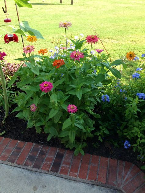 Zenia Garden Zenia Flower, Dorstenia Gigas, Gazania Rigens, Diamond Spire Gardenia, Zinderella Peach Zinnia, Zinnia Elegans, Beautiful Bouquet Of Flowers, Balcony Garden, Beautiful Bouquet