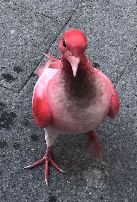 A pink pigeon seen flying around Alicante in Spain Pink Pigeon, Alicante, Pigeon, Spain, Birds, Pink