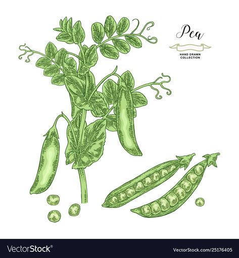 Pea Plant Drawing, Pea Pod Drawing, Plant Drawing Easy, Plant Sketch, Plant Sketches, Pea Plant, Plant Drawing, Hand Drawn Vector, Drawing Easy