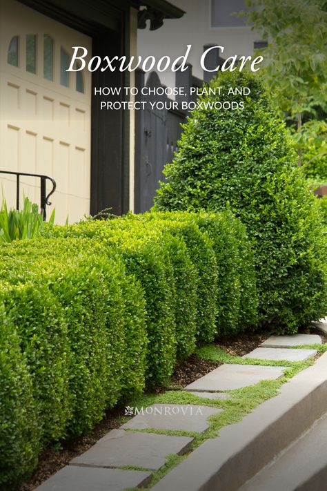 Learn to choose, plant, and care for your boxwoods to protect them from winter woes like winter burn and other common boxwood problems. Green Beauty Boxwood, Chicagoland Boxwood, Shaping Boxwood Bushes, Boxwood Care, Sprinter Boxwood, Common Boxwood, Winter Gem Boxwood, Green Mountain Boxwood, Creek Landscape