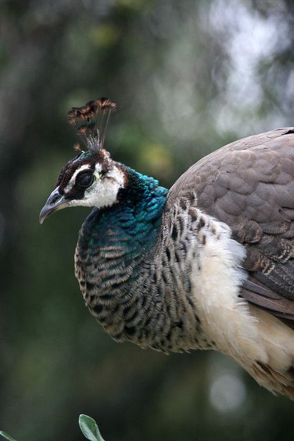 The lady peacock | Quinn Dombrowski | Flickr Female Peacock, Peacock Bird, The Lady, Bird Art, Art Inspo, Birds, Drawings, Art