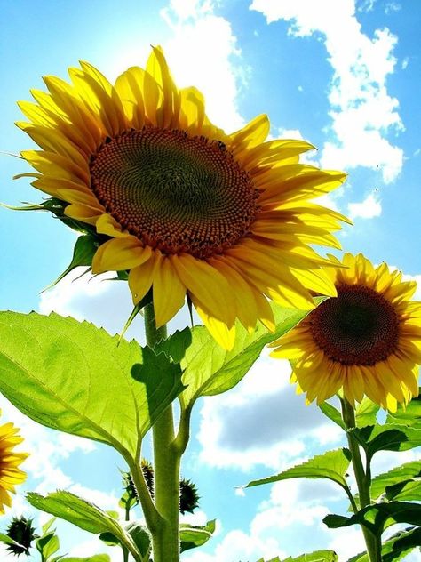 Sunflower Growing, Single Sunflower, Architectural Plants, Bonsai Seeds, Bees And Butterflies, Conifer Trees, Tree Seeds, Annual Flowers, Grass Seed