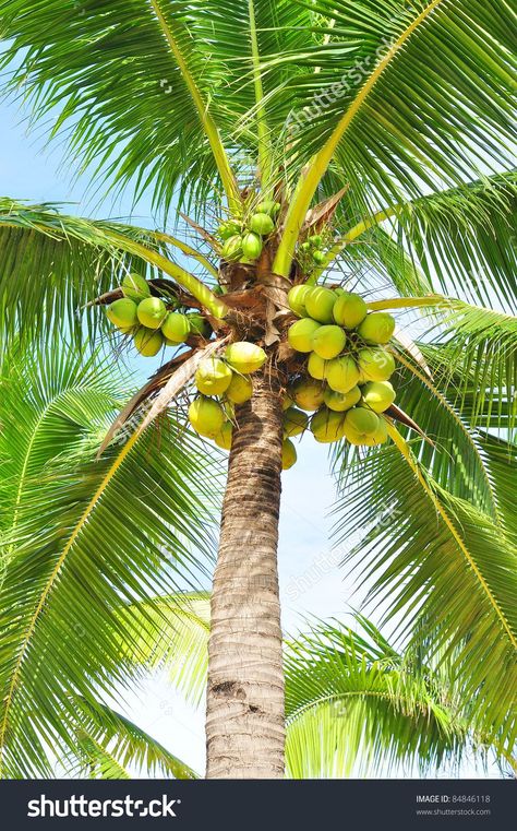 Kokospalm, Coconut tree | Growing ... Raised Garden Beds Diy Vegetables, Birds For Kids, Plants Landscape, Beds Diy, Flex Banner, Flower Background Design, Birthday Banner Background, Weird Plants, Sunflower Pictures