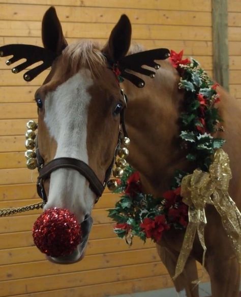 Top 10 Pictures of Christmas Horses Horse Halloween Ideas, Pictures Of Christmas, Horse Halloween Costumes, Pictures With Horses, Cute Horse Pictures, Horse Costumes, Christmas Horses, Christmas Parade, Horse Decor