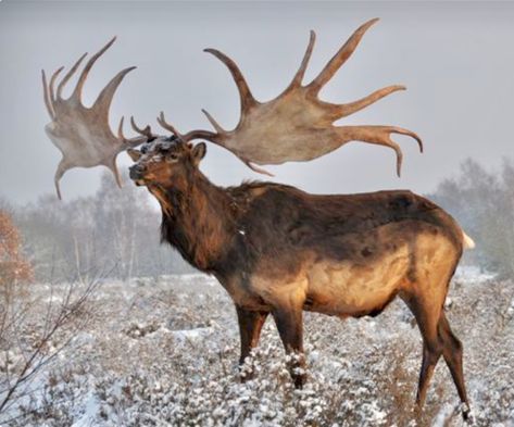 The extinct Irish Elk (Megaloceros giganteus) lived during the Pleistocene, ranging across Eurasia from Ireland to China. The most recent remains (in Siberia) carbon date to about 8000 years ago. Scientists estimate these massive deer stood about 7 feet tall at the shoulders and on average weighed over 1,600 lbs. They carried the largest antlers of any known deer species—a full rack could weigh up to 90 lbs. and spread up to 12 ft from tip to tip. Megaloceros Giganteus, Irish Elk, Prehistoric Mammals, Prehistoric Man, Deer Species, Giant Animals, Prehistoric World, Deer Family, Wooly Mammoth