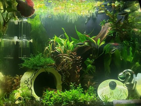 Betta Tank Ideas, Cool Fish Tank Decorations, Betta Tanks, 10 Gallon Fish Tank, Axolotl Tank, Aqua Scape, Aqua Scaping, Tank Terrarium, Fish Tank Themes