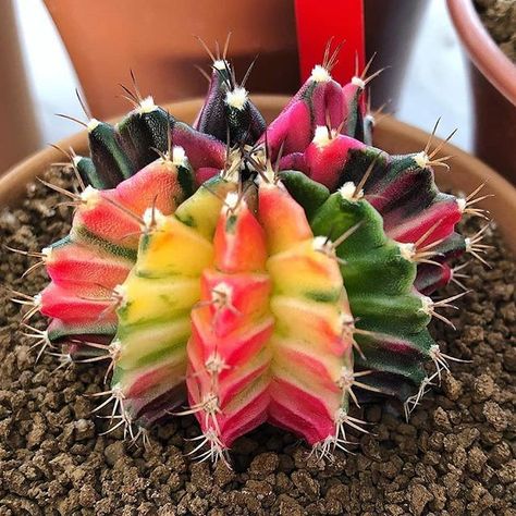 Blooming Beauty: Moon Cactus (Gymnocalycium Mihanovichii) https://succulentcity.com/blooming-beauty-moon-cactus-gymnocalycium-mihanovichii/ Dragon Fruit Cactus, Types Of Cactus Plants, Indoor Cactus Plants, Small Cactus Plants, Moon Cactus, Christmas Cactus Plant, Gymnocalycium Mihanovichii, Holiday Cactus, Indoor Cactus