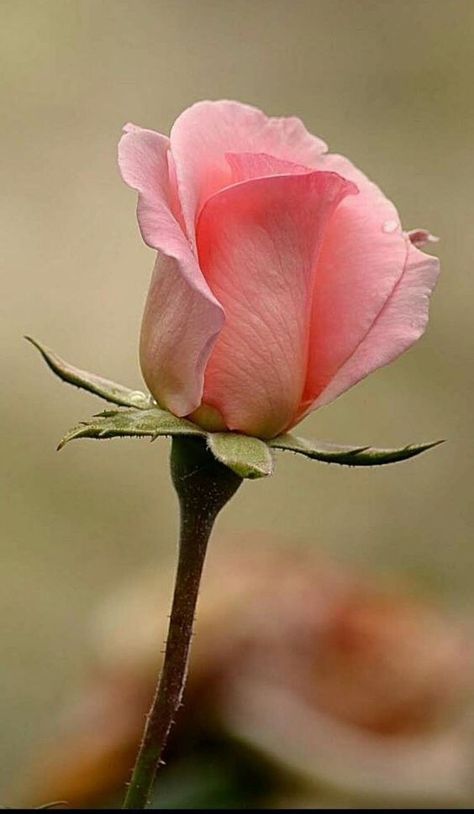 Rose Flower Photos, Rose Flower Pictures, Beautiful Pink Roses, Beautiful Pink Flowers, Rose Bud, Beautiful Flowers Wallpapers, Acrylic Flowers, Beautiful Rose Flowers, Beautiful Flowers Pictures