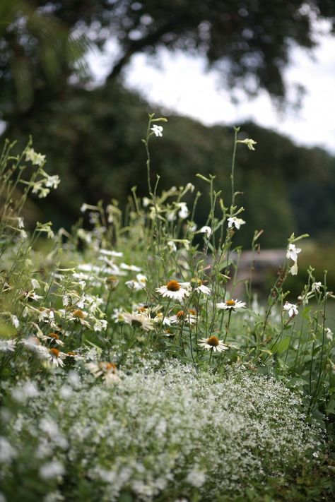 Color Story: 15 Favorite White-on-White Gardens White Flower Farm, Meadow Garden, Gardening 101, Pallet Garden, Moon Garden, Wildflower Garden, Garden Photography, Plant Combinations, Natural Garden