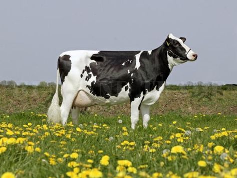 Holstein Friesian Cow, Dairy Cows Holstein, Cute Animals Videos, Really Big Dogs, Jersey Cattle, Cattle Ranch, Cow Photos, Dairy Cattle, Holstein Cows