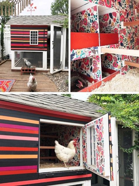 Colorful Chicken Coop Ideas, Chicken Coop Color Ideas, Rainbow Chicken, Backyard Animals, Small Chicken Coops, Backyard Chicken Coop Plans, Backyard Chicken Farming, Coop Ideas, Shed Sizes